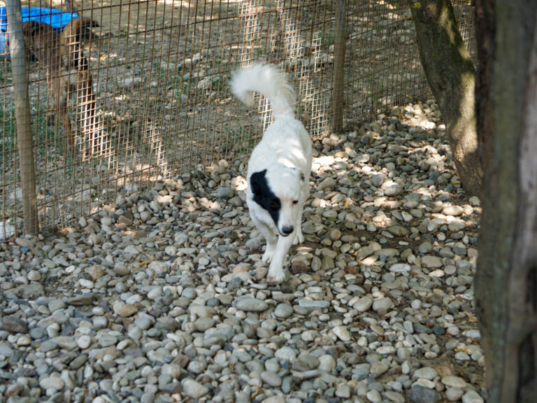 20250815-fotos-pupin-8