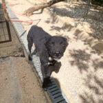 20250816-fotos-billie-9