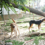 20250816-fotos-darcy-1