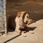 20250816-fotos-darcy-5