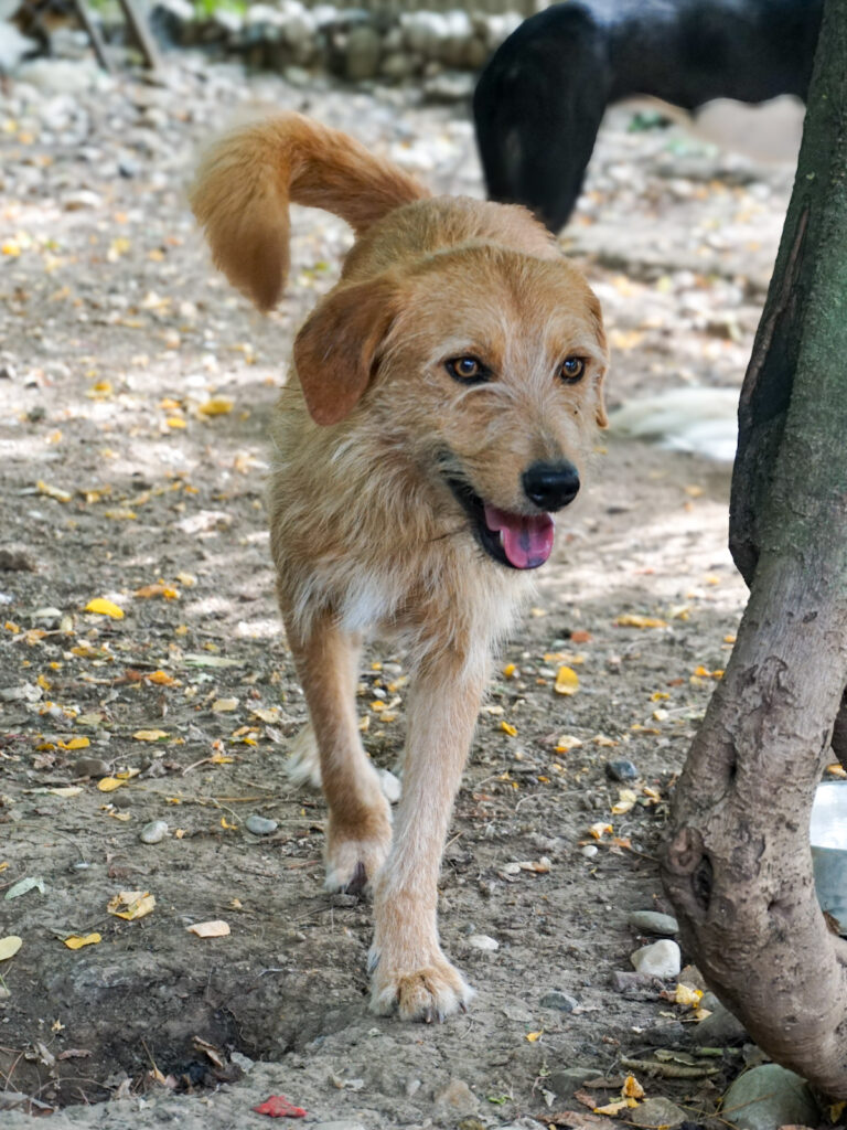 20250816-fotos-darcy-6