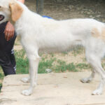 20250816-fotos-lima-02