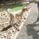 20250816-fotos-lima-04