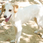 20250816-fotos-lima-07