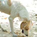 20250816-fotos-lima-10