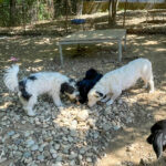 20250816-fotos-pupin-3
