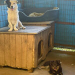 20250816-fotos-pupin-6