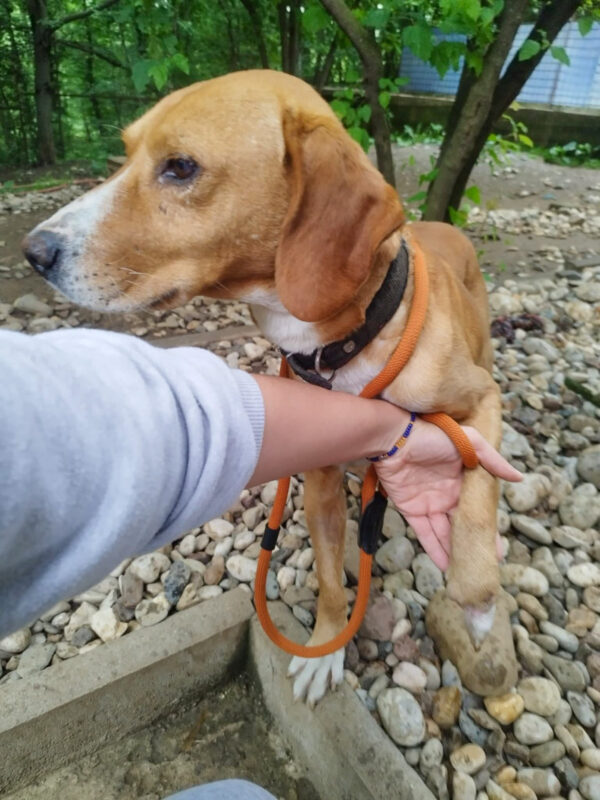 20250907-news-bark-1