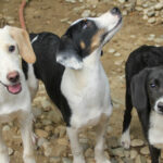 20250806-fotos-aurelio-08