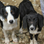 20250806-fotos-aurelio-10