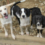 20250806-fotos-aurelio-12