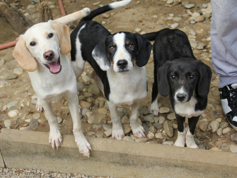 20250806-fotos-aurelio-12