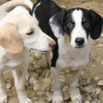 20250806-fotos-aurelio-13