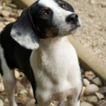 20250806-fotos-aurelio-15