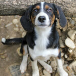 20250806-fotos-loara-01