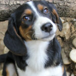 20250806-fotos-loara-02