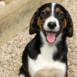 20250806-fotos-loara-10