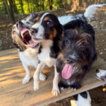 20250806-fotos-loara-13