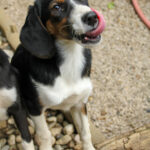 20250806-fotos-loara-16