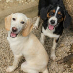 20250806-fotos-loara-17