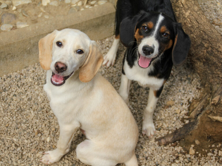 20250806-fotos-loara-17