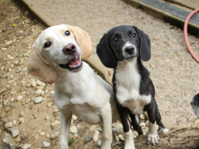 20250806-fotos-tiago-06