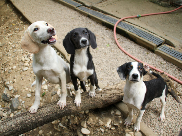 20250806-fotos-tiago-08