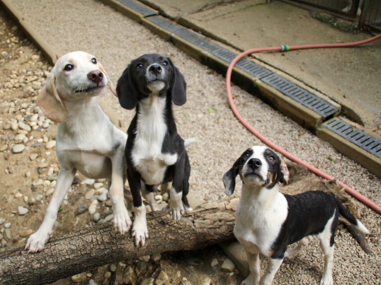 20250806-fotos-tiago-13