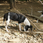 20250815-fotos-aurelio-5