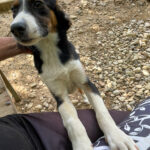 20250815-fotos-loara-1