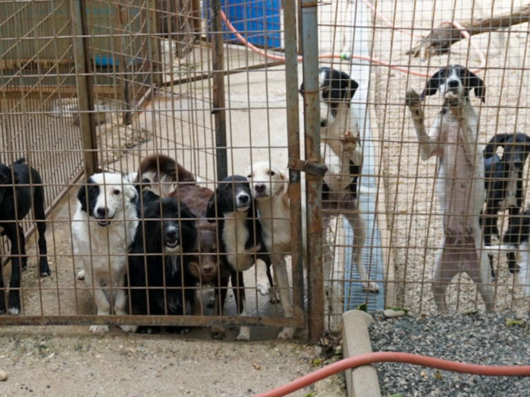 20250815-fotos-tiago-04