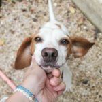 20250930-fotos-fico-07