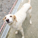 20250930-fotos-lima-06