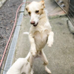 20250930-fotos-lima-08