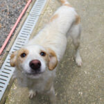 20250930-fotos-lima-09