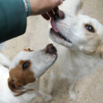 20250930-fotos-lima-14