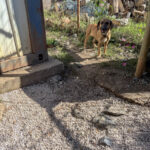 20251004-fotos-alma-06