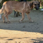 20251004-fotos-alma-12