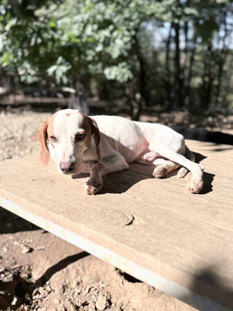 20251004-fotos-fico-1