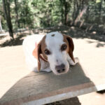 20251004-fotos-fico-2