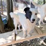 20251004-fotos-pupin-1