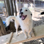 20251004-fotos-pupin-4