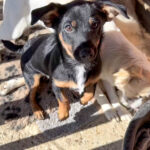 20251004-fotos-roxana-1