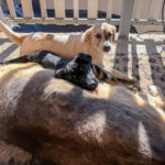 20251004-fotos-roxana-4