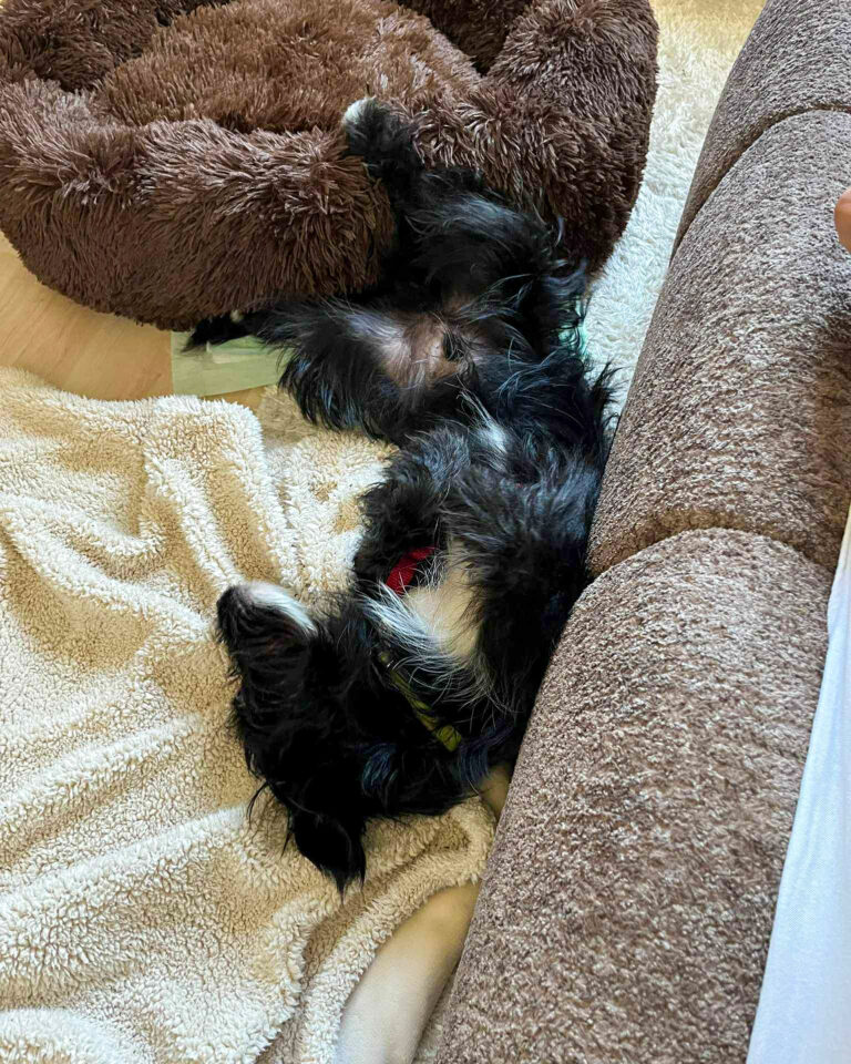 20251010-news-tesla-02