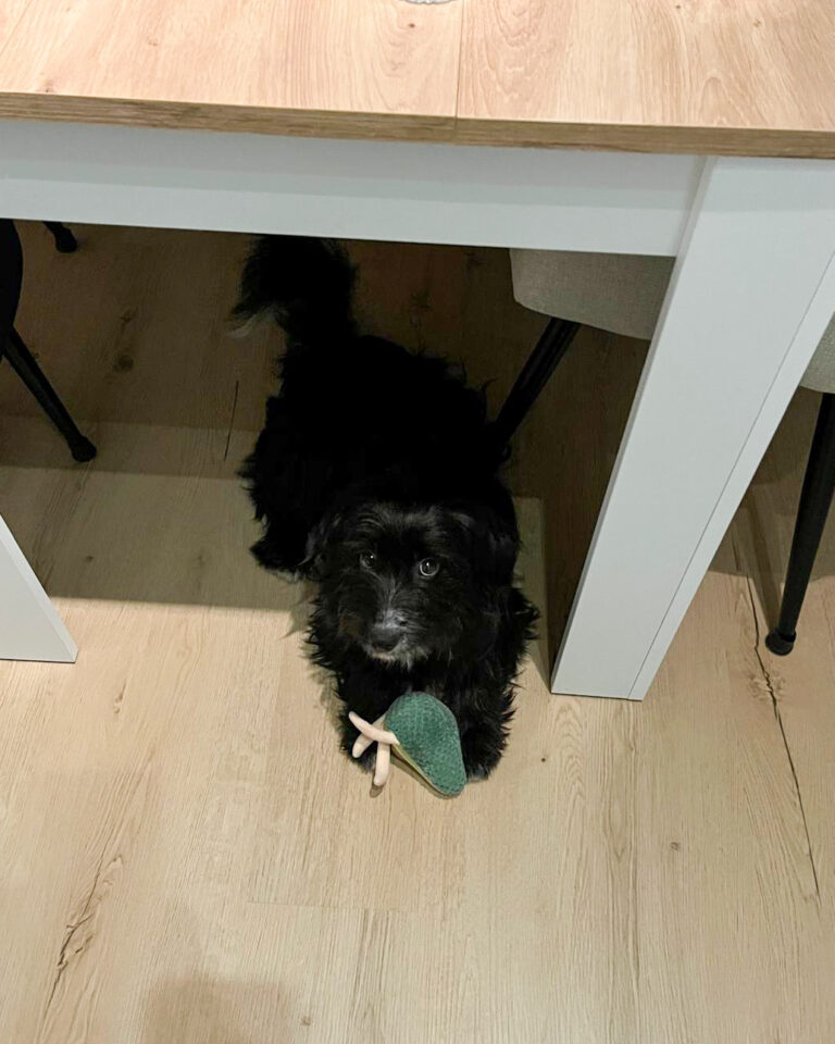 20251010-news-tesla-08