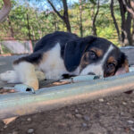 20251014-fotos-loara-2