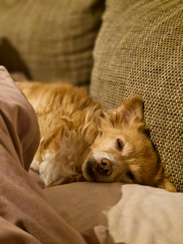 20251028-fotos-chia-1