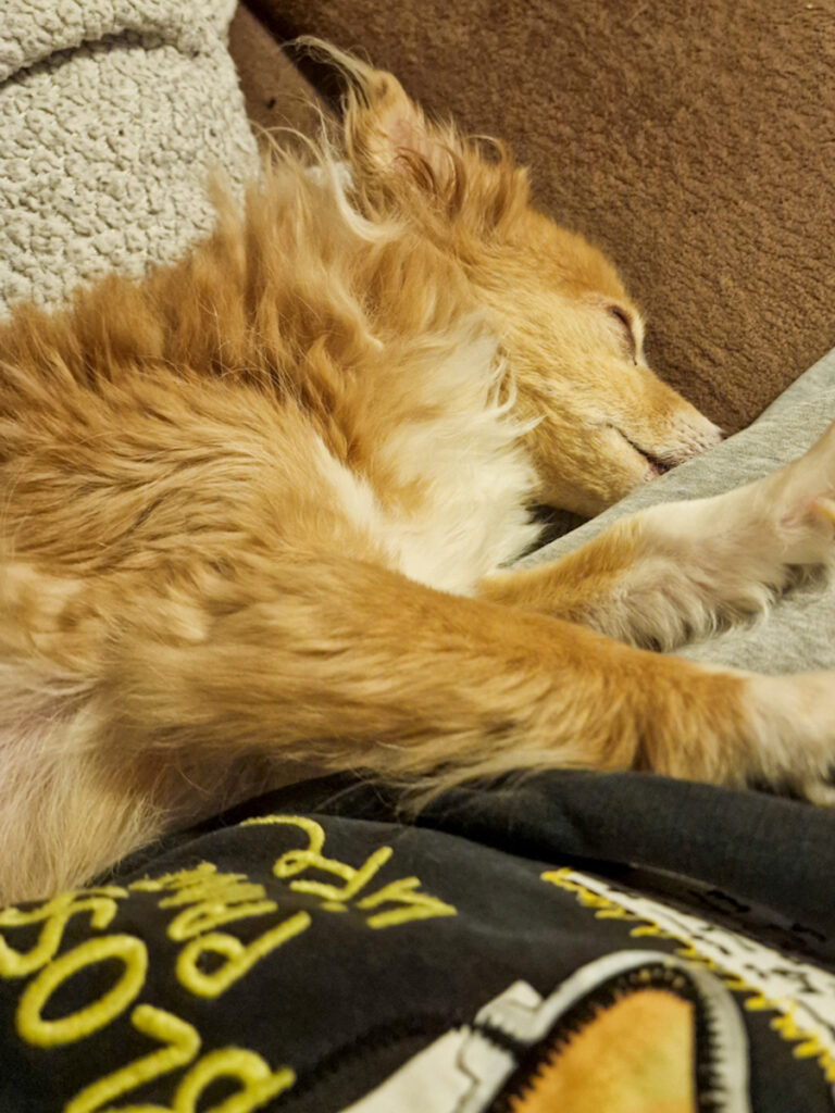 20251029-fotos-chia-1