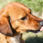 20251101-fotos-dario-09